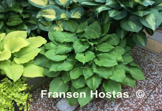 Hosta Red Sox